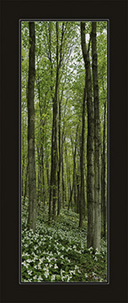 Vertical Trilliums Pano